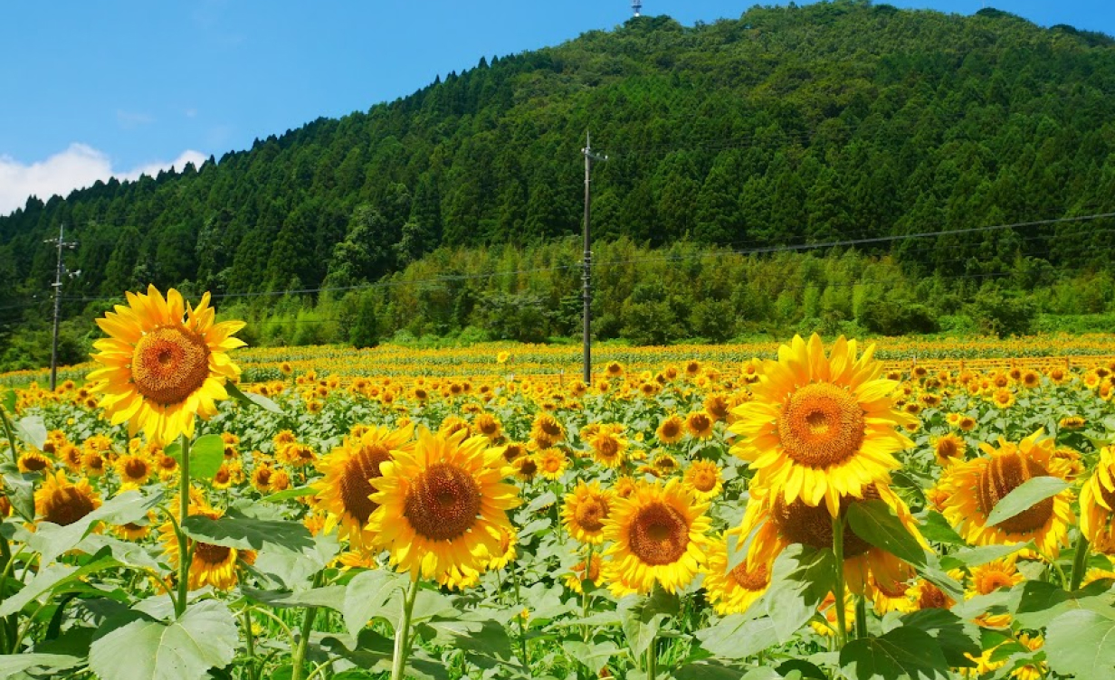 画像：萩の風景3