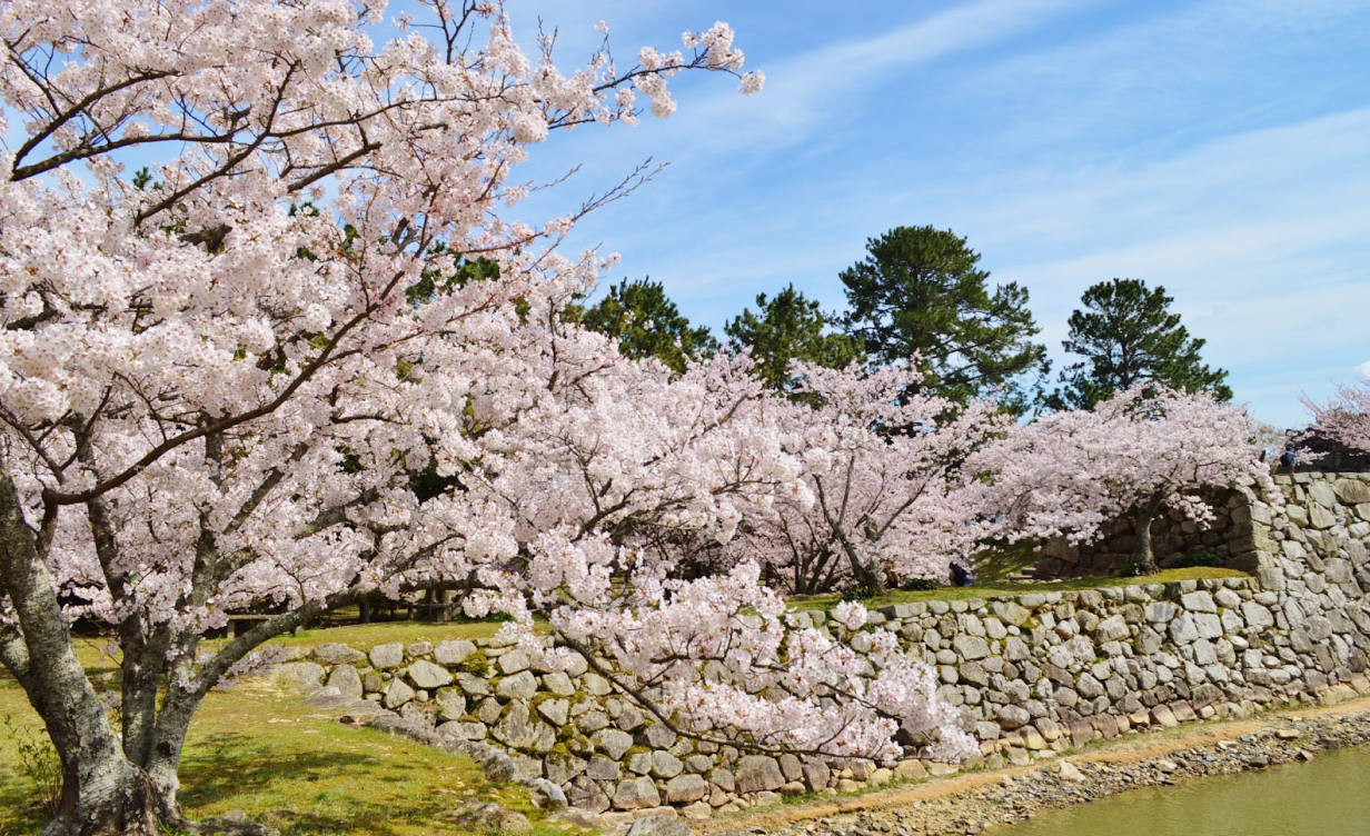 画像：萩の風景4