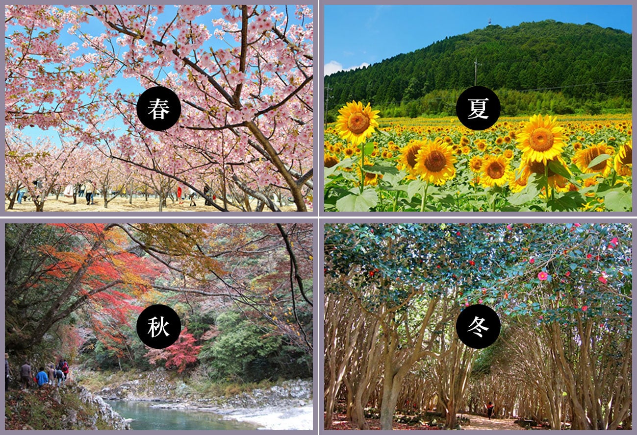 写真：四季の花